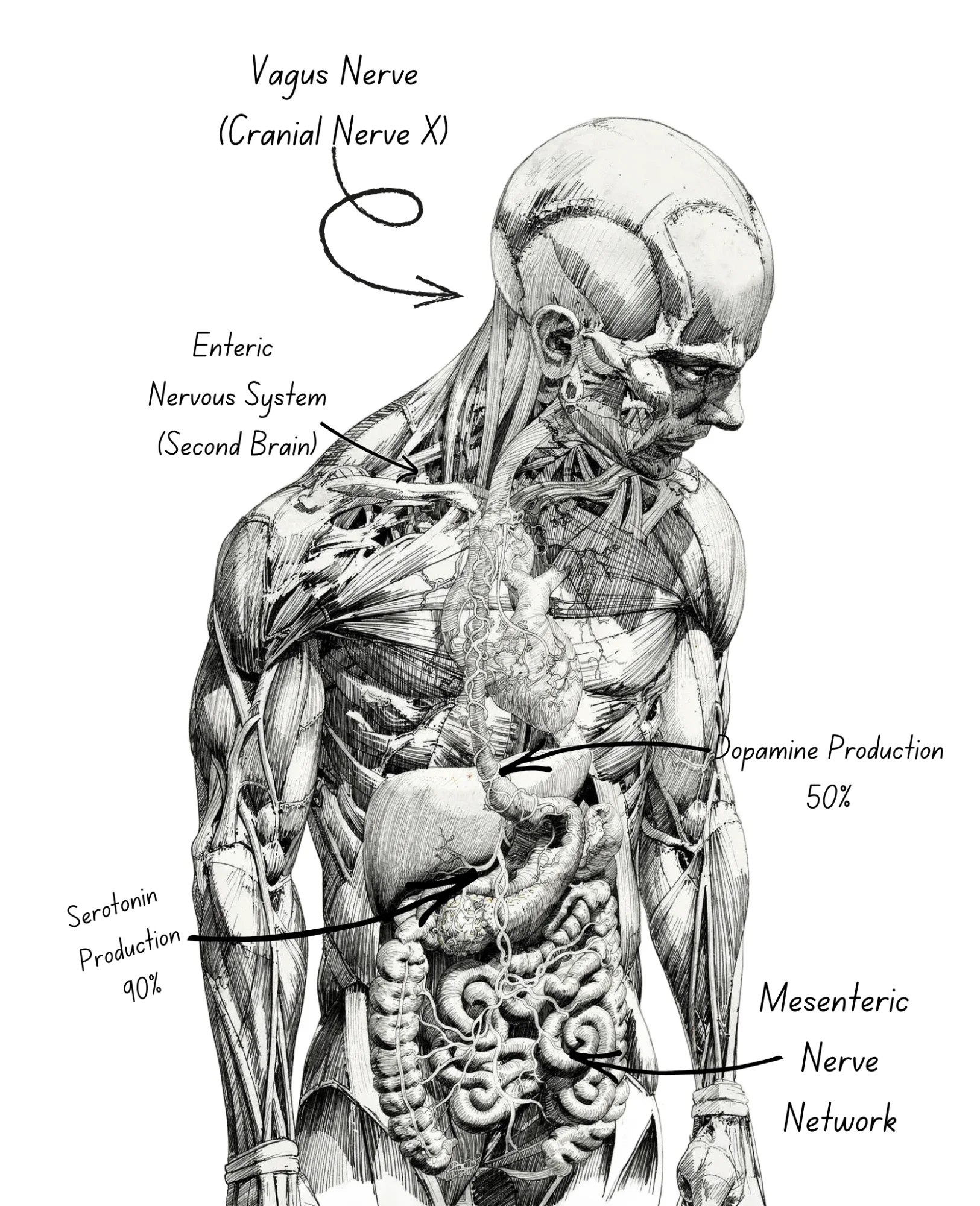 Muscle fiber types illustration